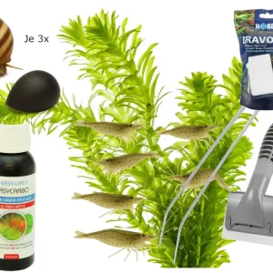 Sofort Bestellen Anti-Algenpaket mit Garnelen, Schnecken und Tools